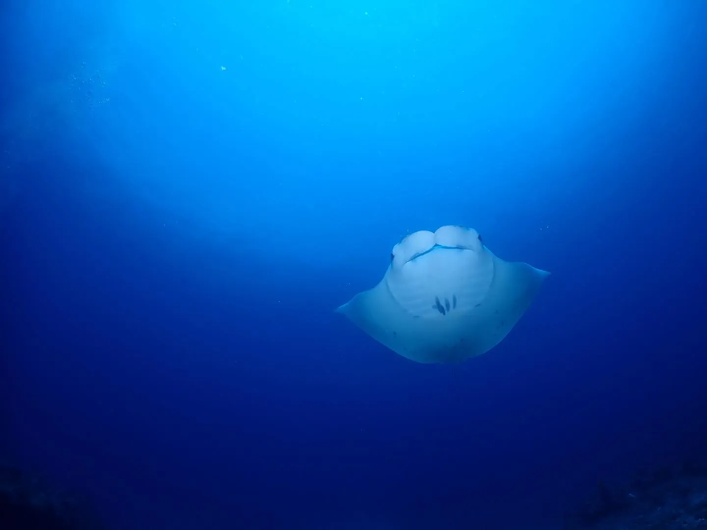 4月8日慶良間ダイビング🤿