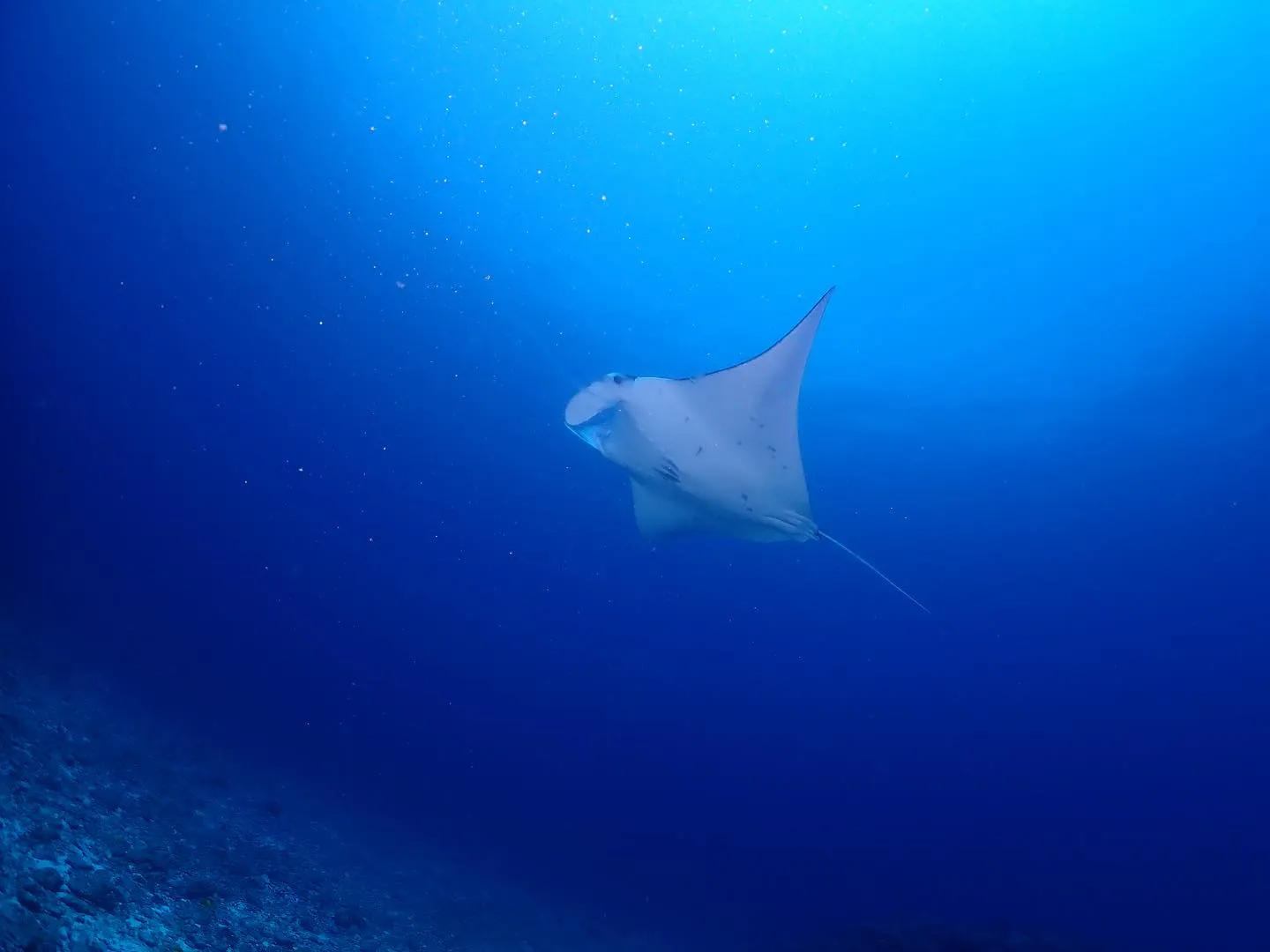 4月8日慶良間ダイビング🤿