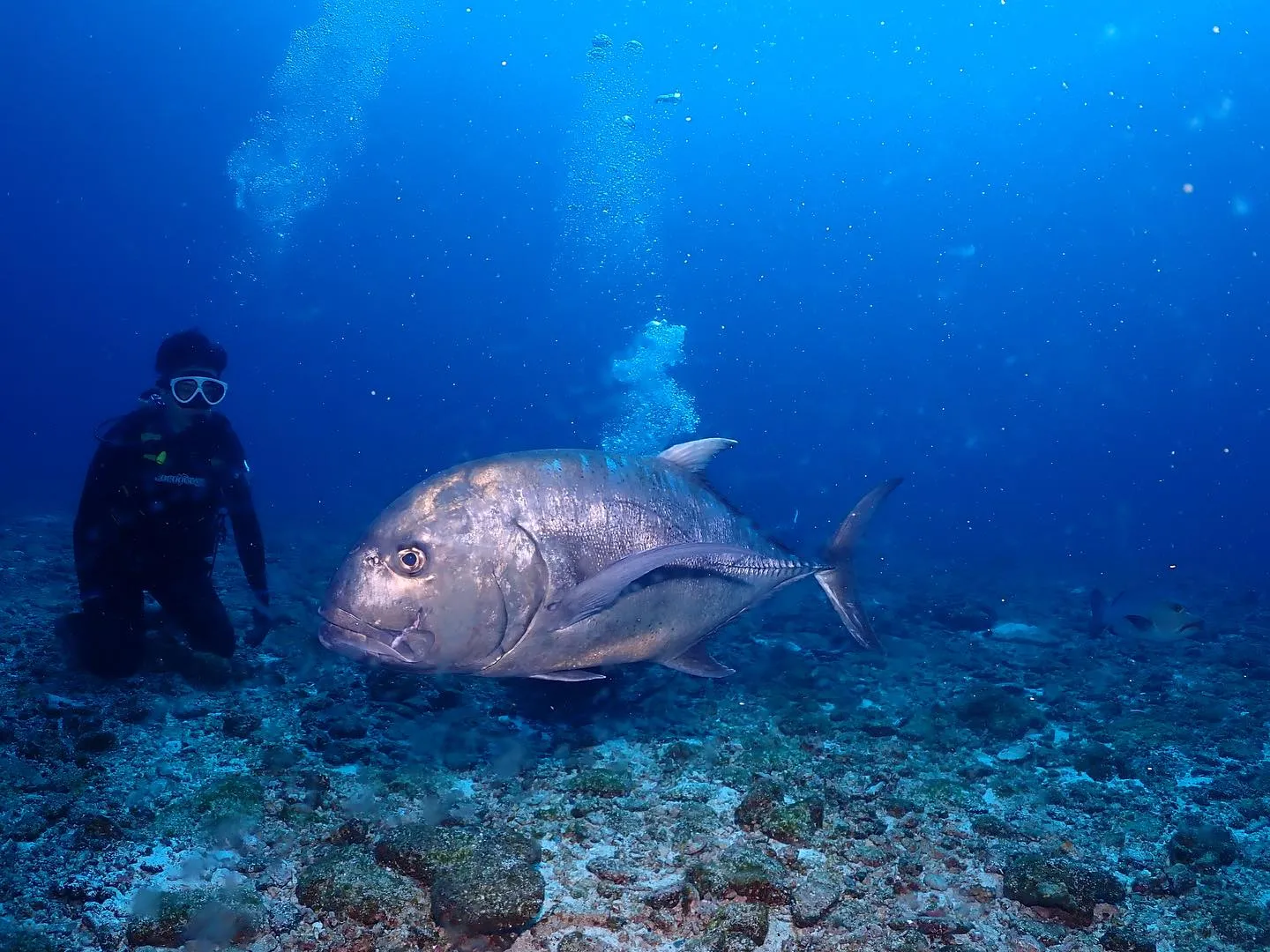 4月8日慶良間ダイビング🤿