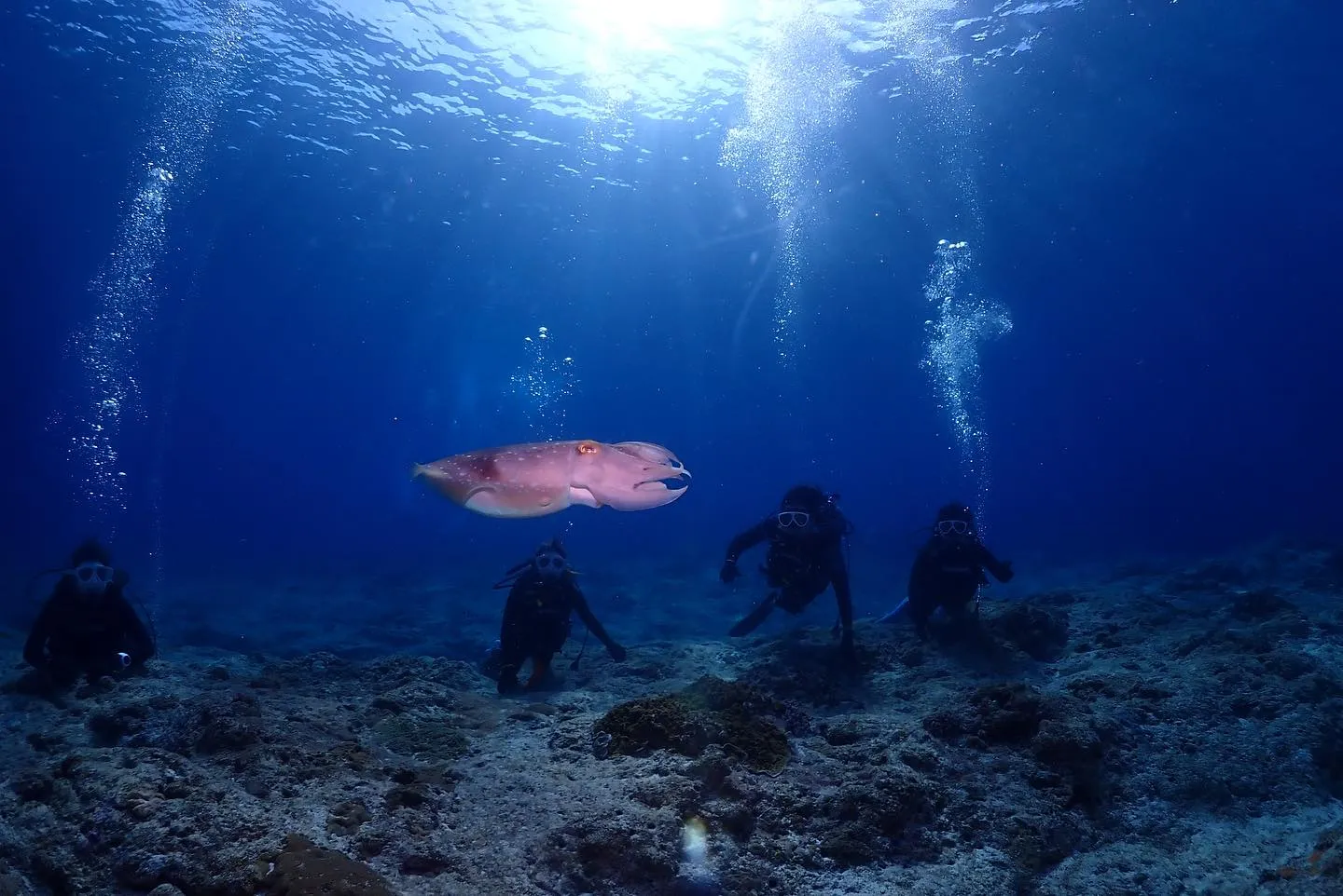 4月9日慶良間ダイビング🤿