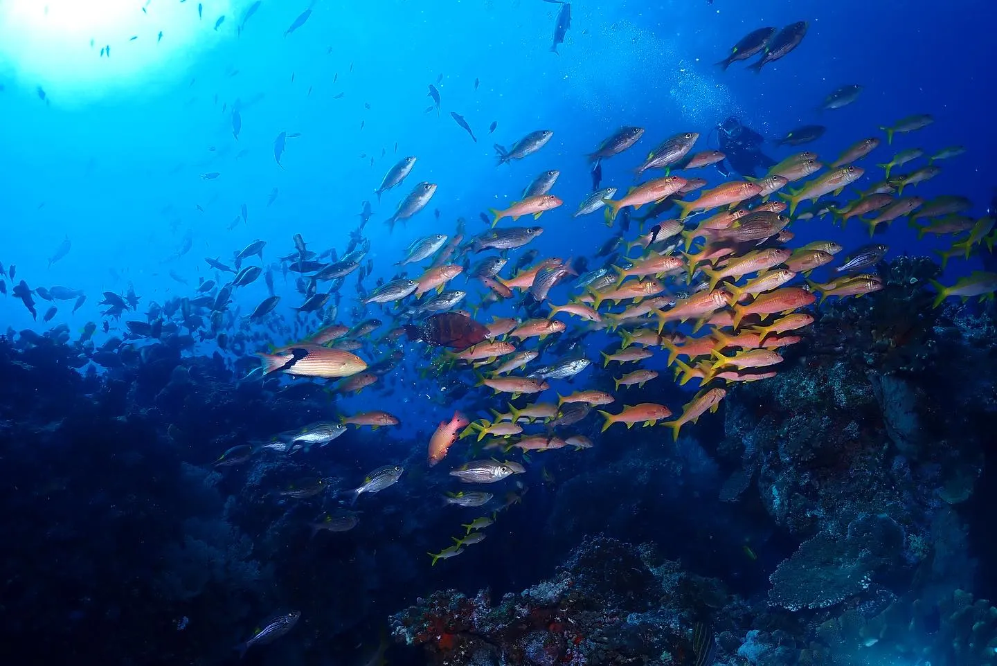 4月9日慶良間ダイビング🤿