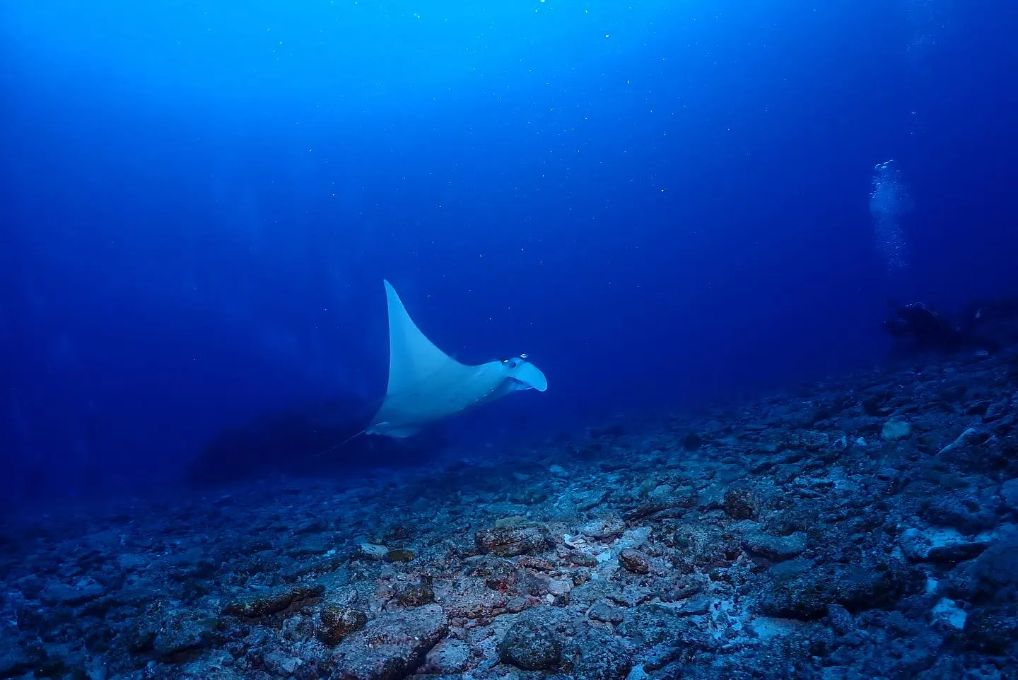 4月10日慶良間ダイビング🤿