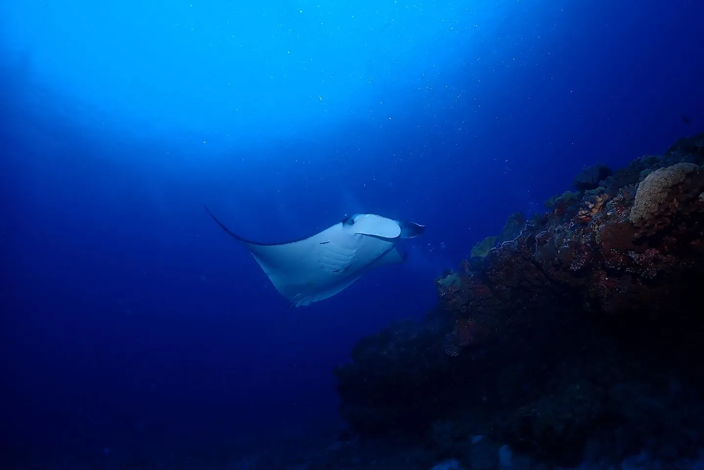 4月10日慶良間ダイビング🤿