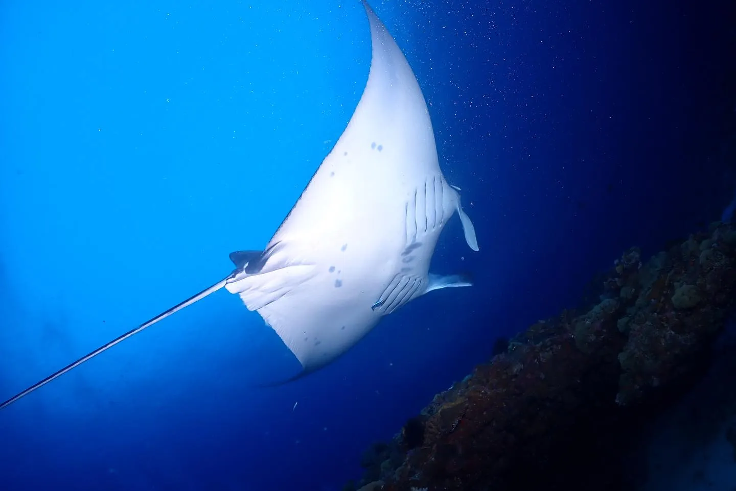 4月10日慶良間ダイビング🤿
