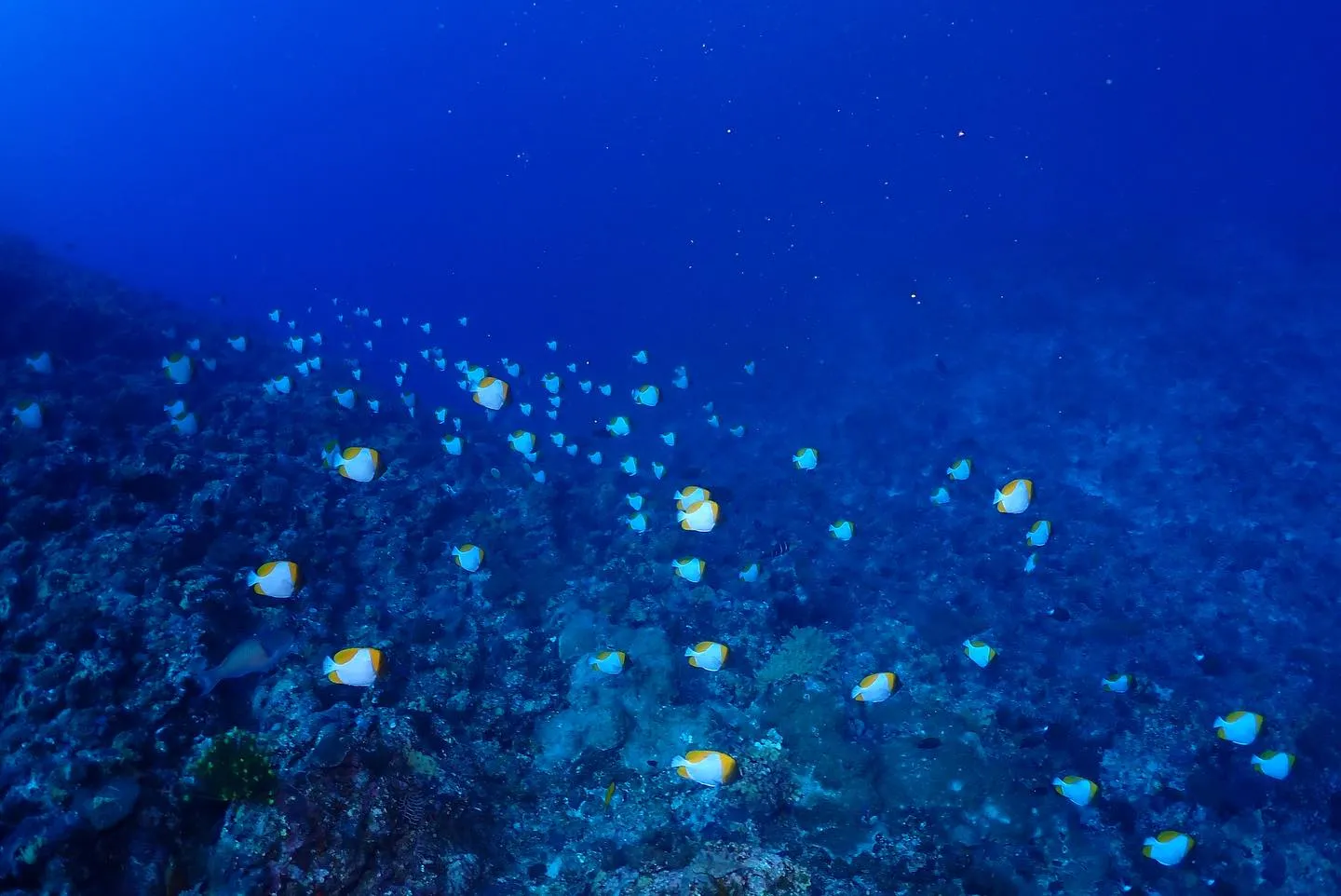 4月10日慶良間ダイビング🤿