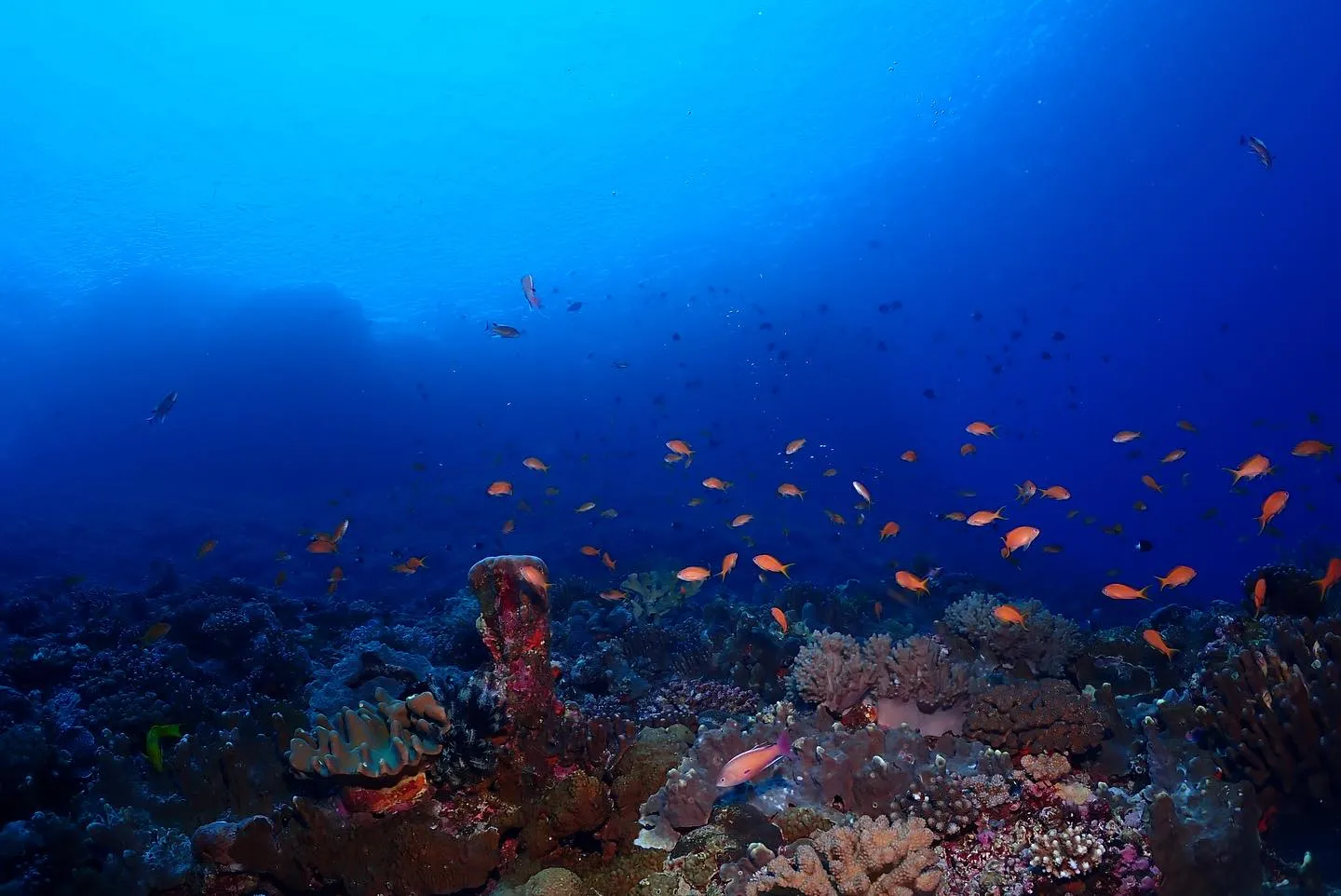 4月10日慶良間ダイビング🤿
