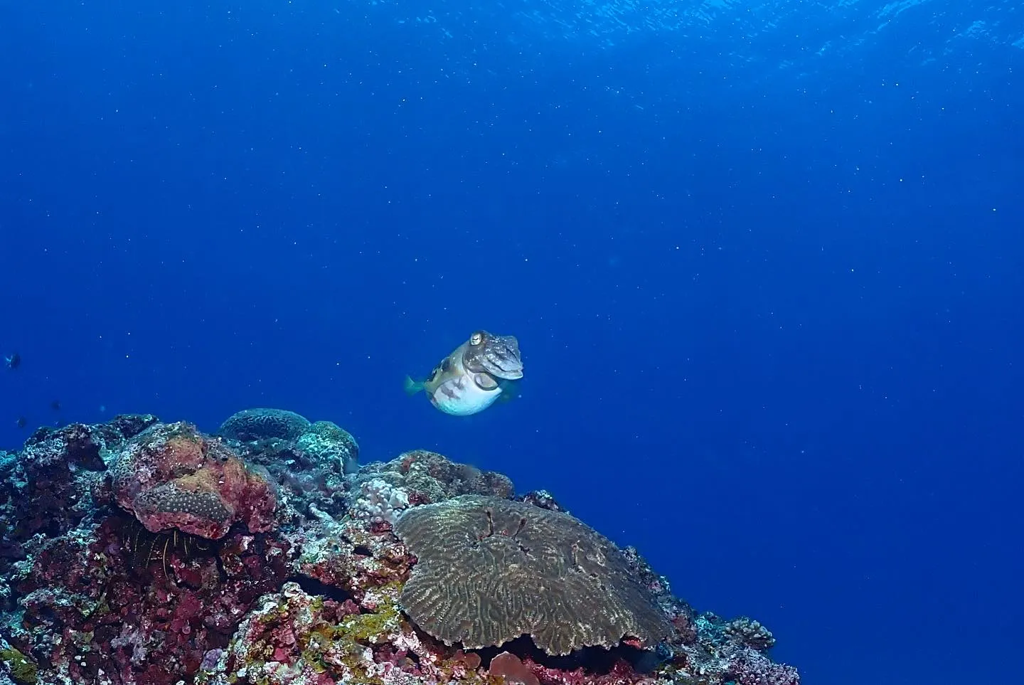 4月11日慶良間ダイビング🤿