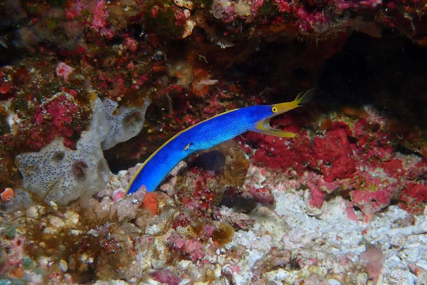 4月11日慶良間ダイビング🤿