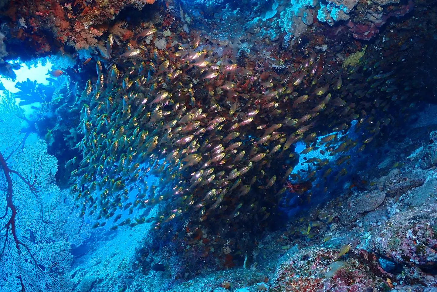 4月11日慶良間ダイビング🤿