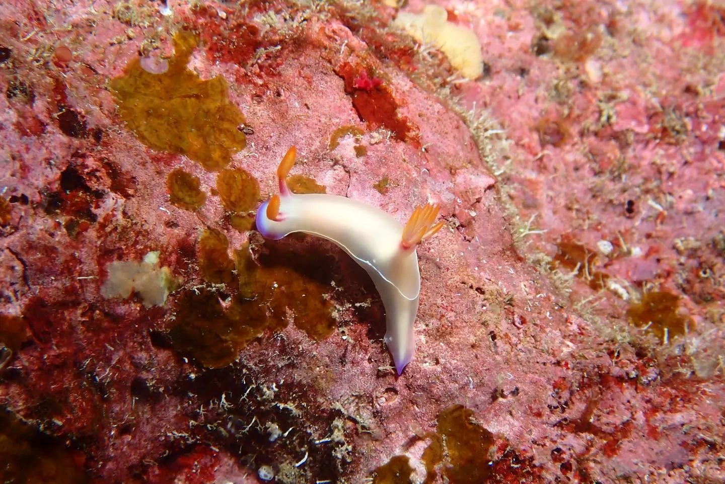 4月11日慶良間ダイビング🤿