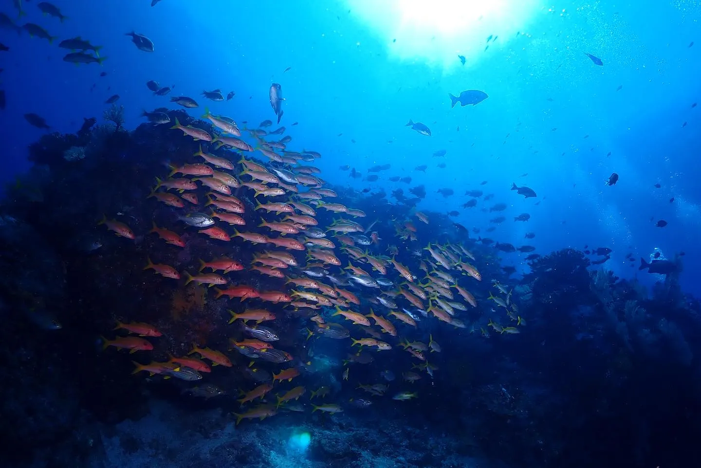4月11日慶良間ダイビング🤿