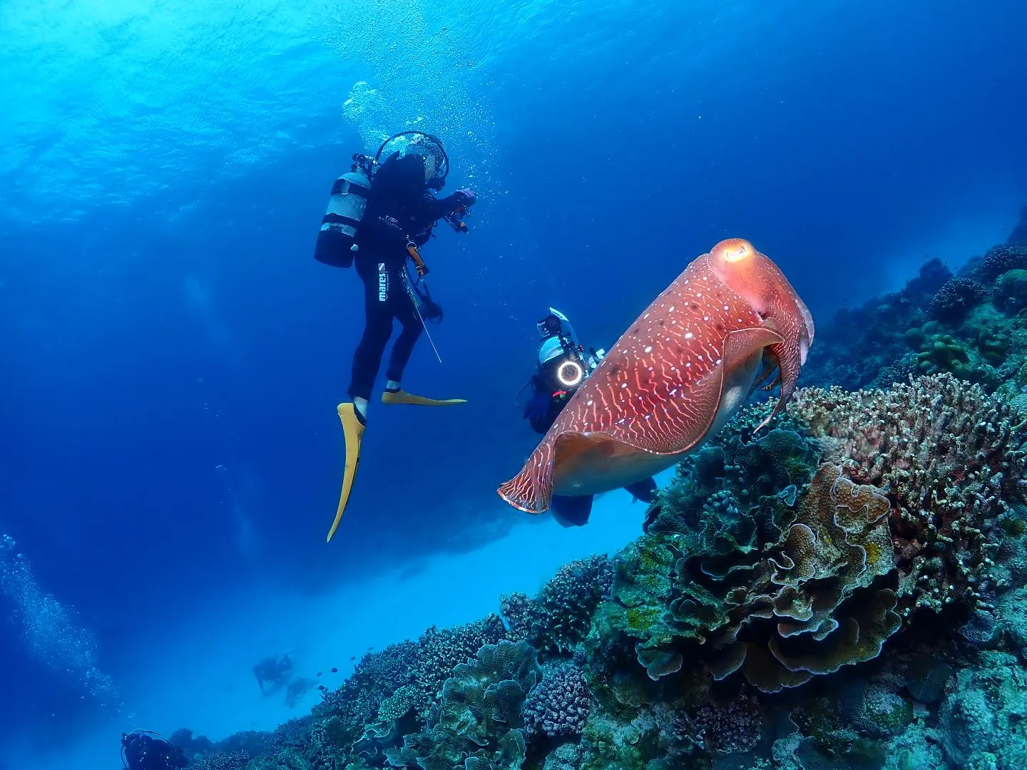 4月12日慶良間ダイビング🤿