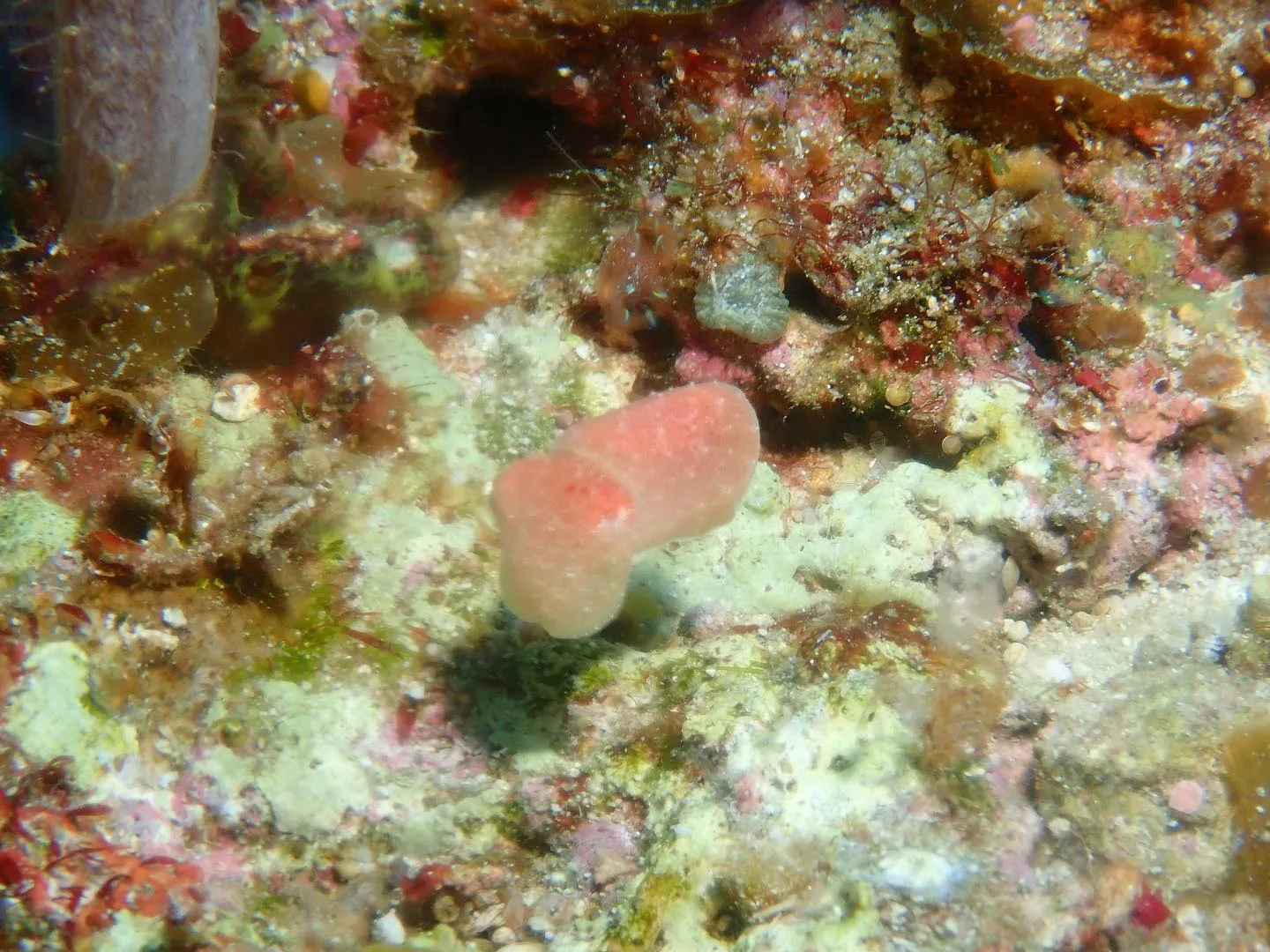 4月12日慶良間ダイビング🤿