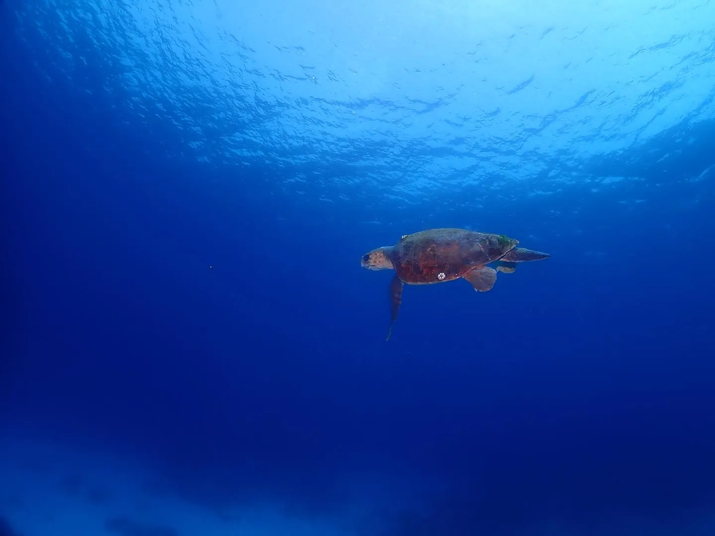 4月12日慶良間ダイビング🤿