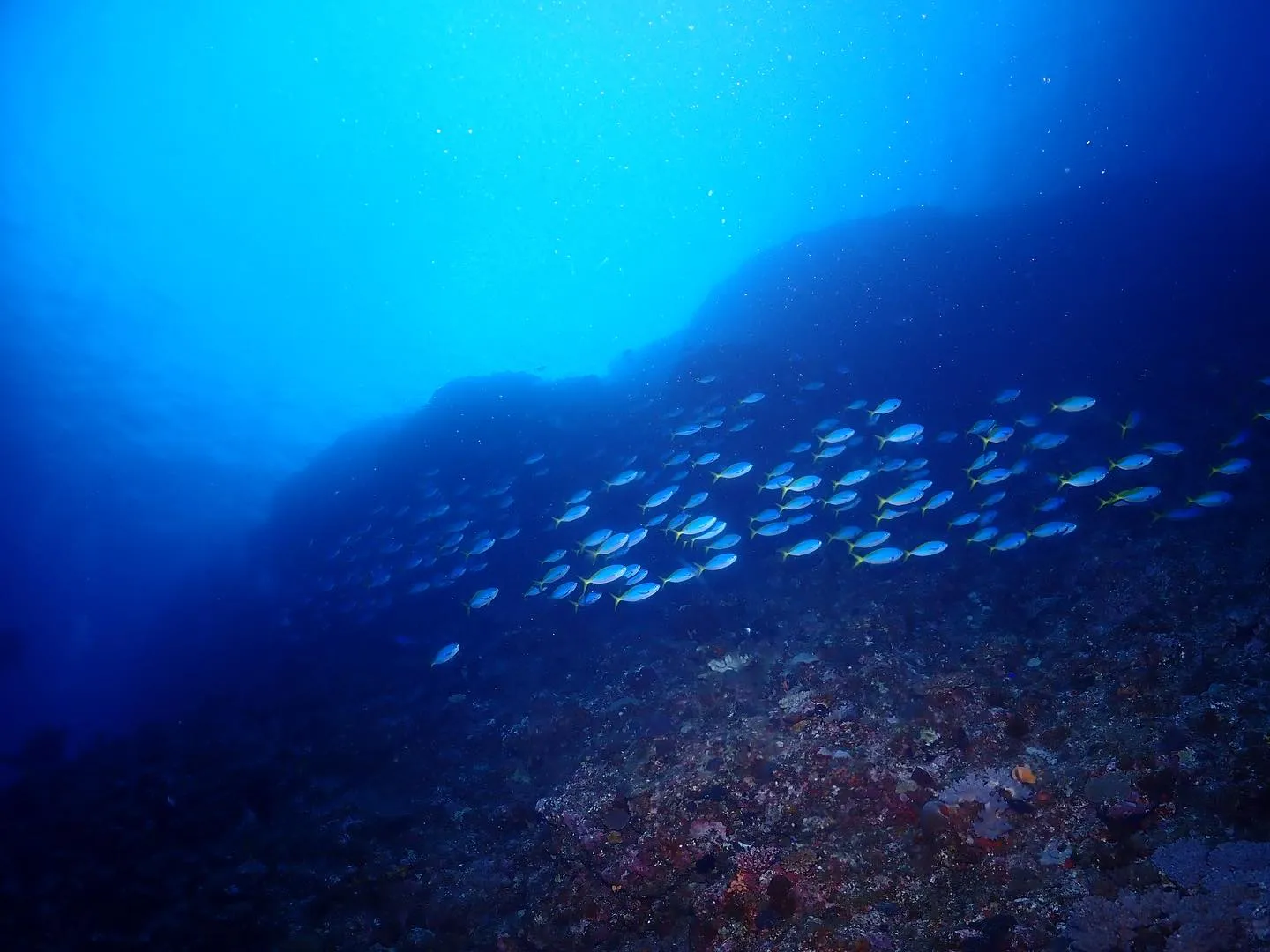 4月12日慶良間ダイビング🤿