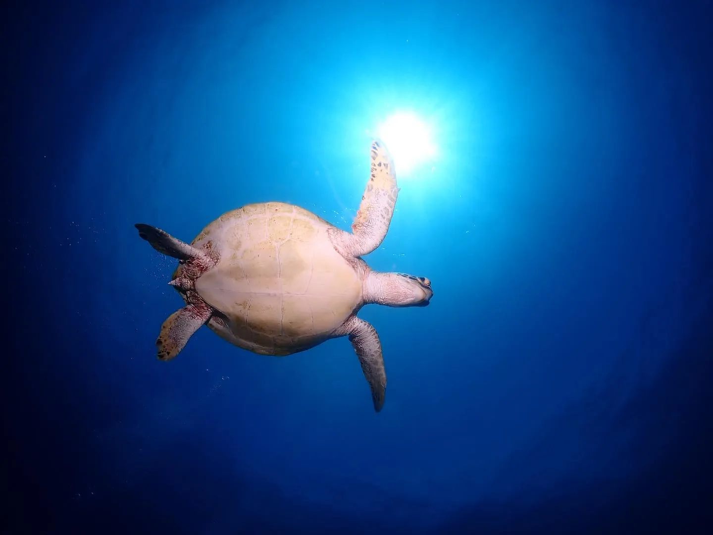 4月16日慶良間ダイビング🤿