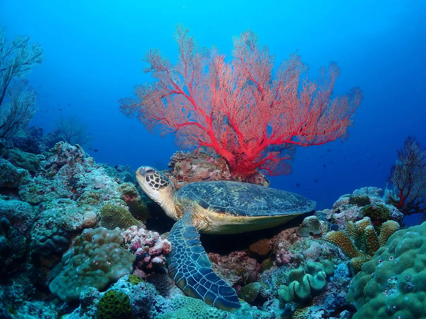 4月16日慶良間ダイビング🤿