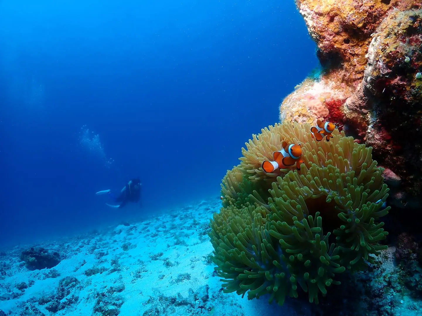 4月16日慶良間ダイビング🤿