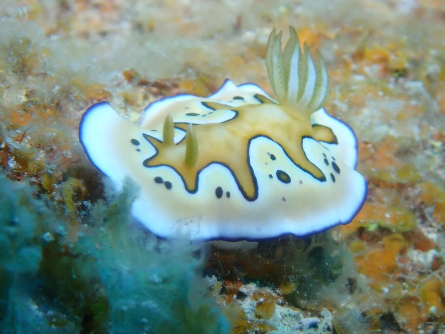 4月16日慶良間ダイビング🤿