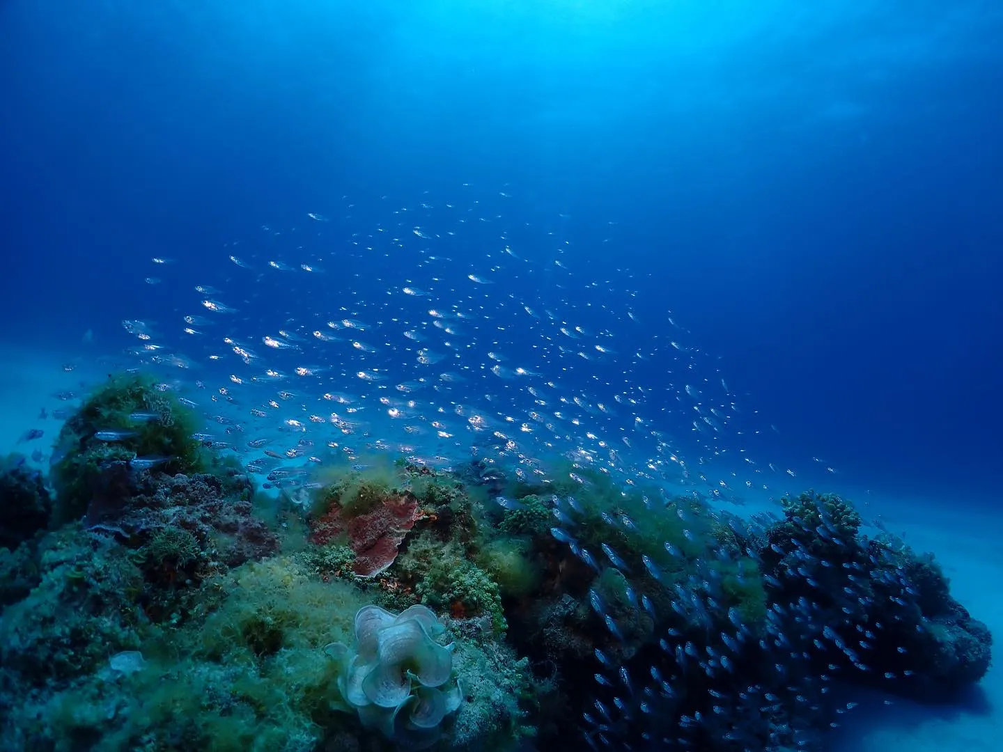 4月16日慶良間ダイビング🤿