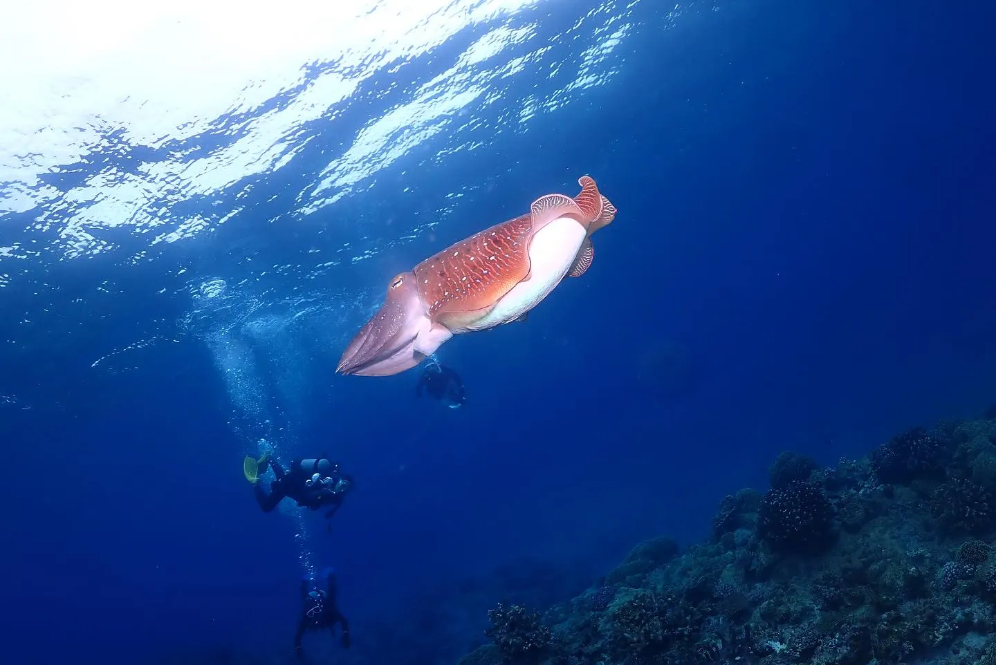 4月17日慶良間ダイビング🤿