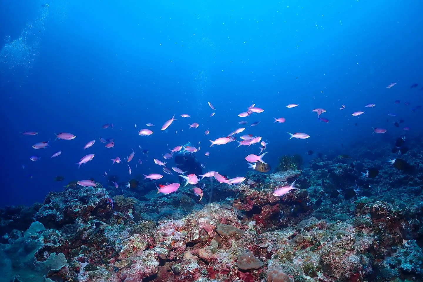 4月17日慶良間ダイビング🤿