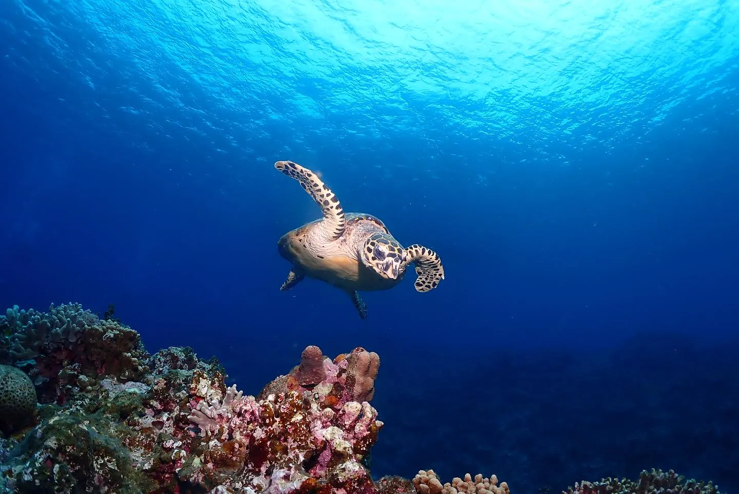 4月17日慶良間ダイビング🤿