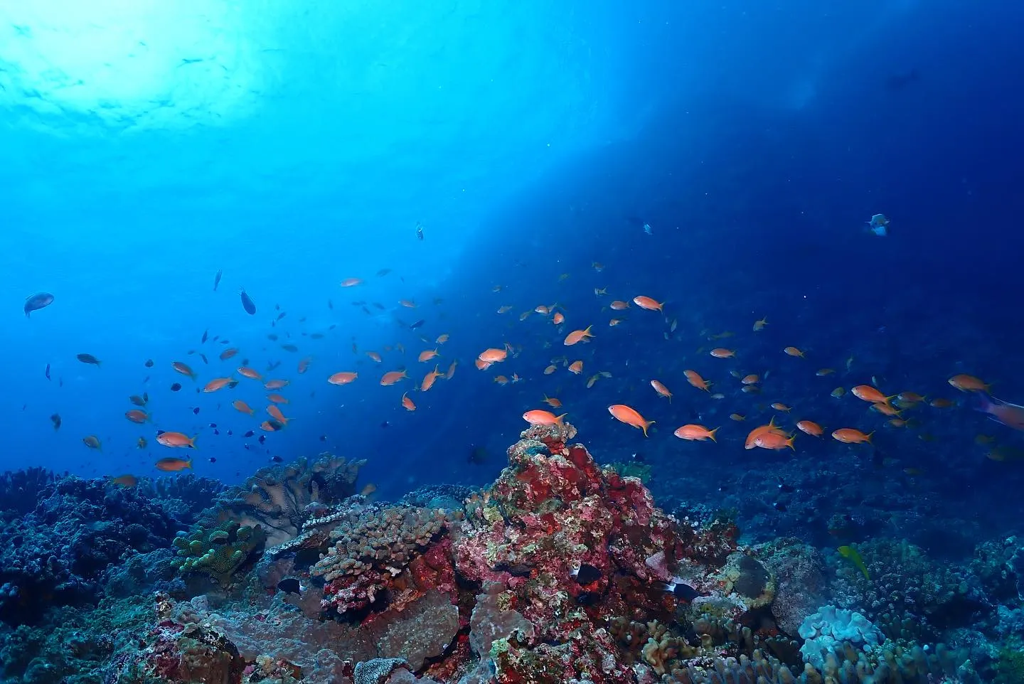 4月17日慶良間ダイビング🤿