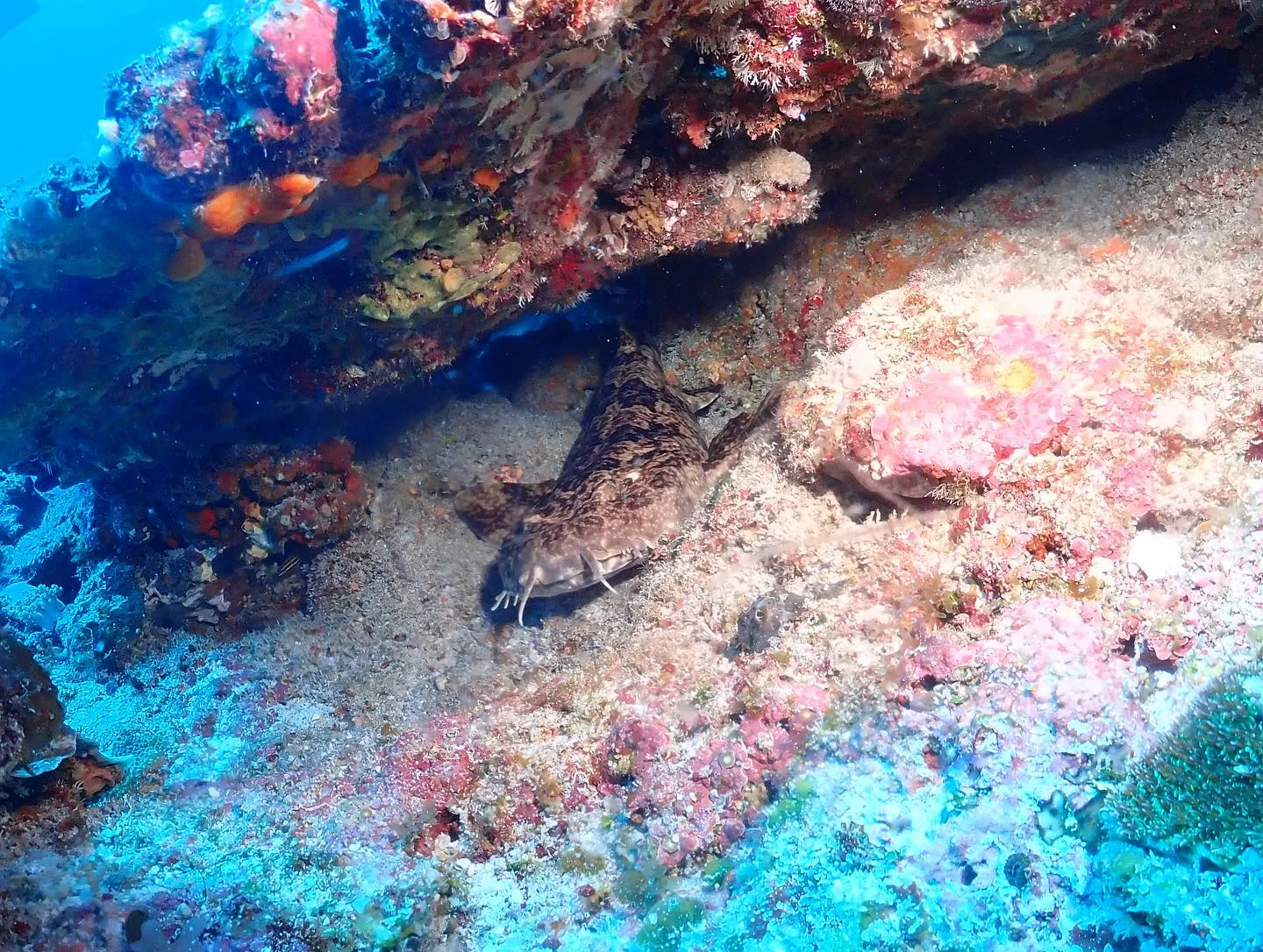 4月19日慶良間ダイビング🤿