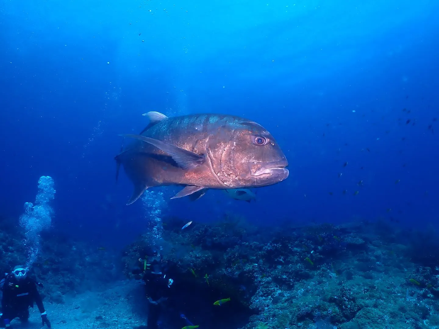 4月19日慶良間ダイビング🤿