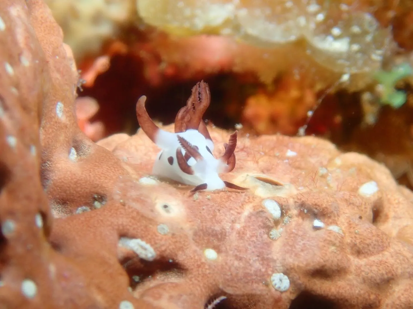 4月19日慶良間ダイビング🤿