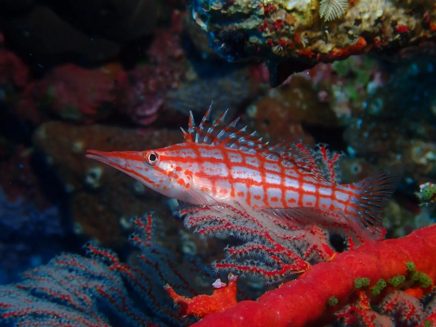 4月19日慶良間ダイビング🤿