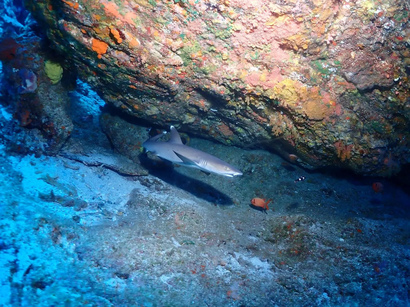 4月19日慶良間ダイビング🤿