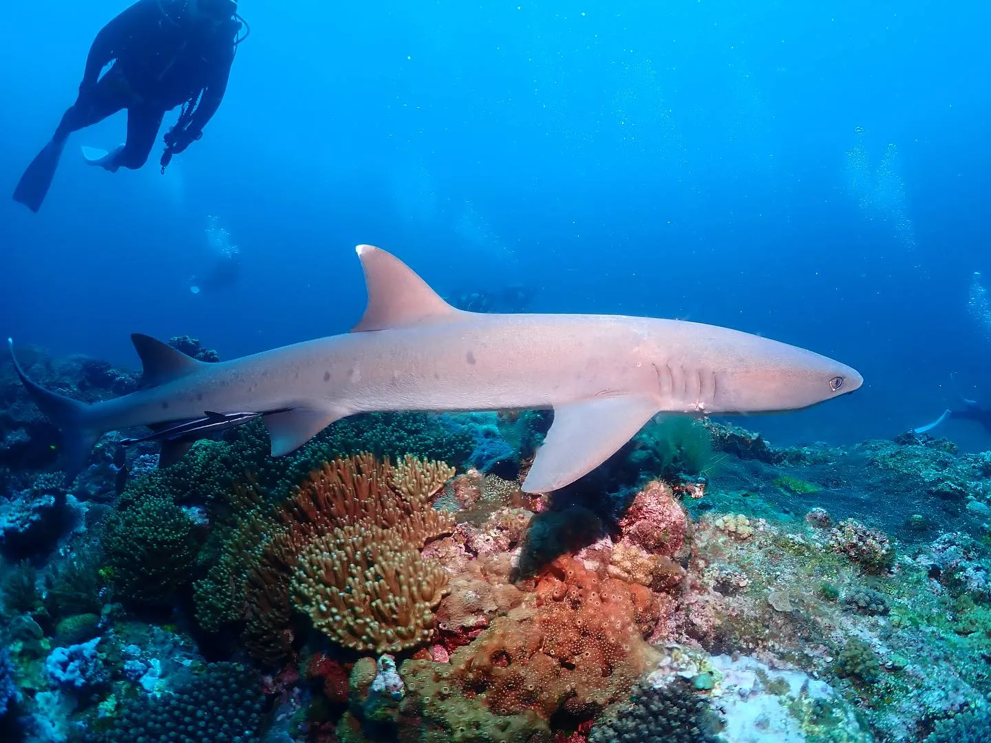 4月19日慶良間ダイビング🤿