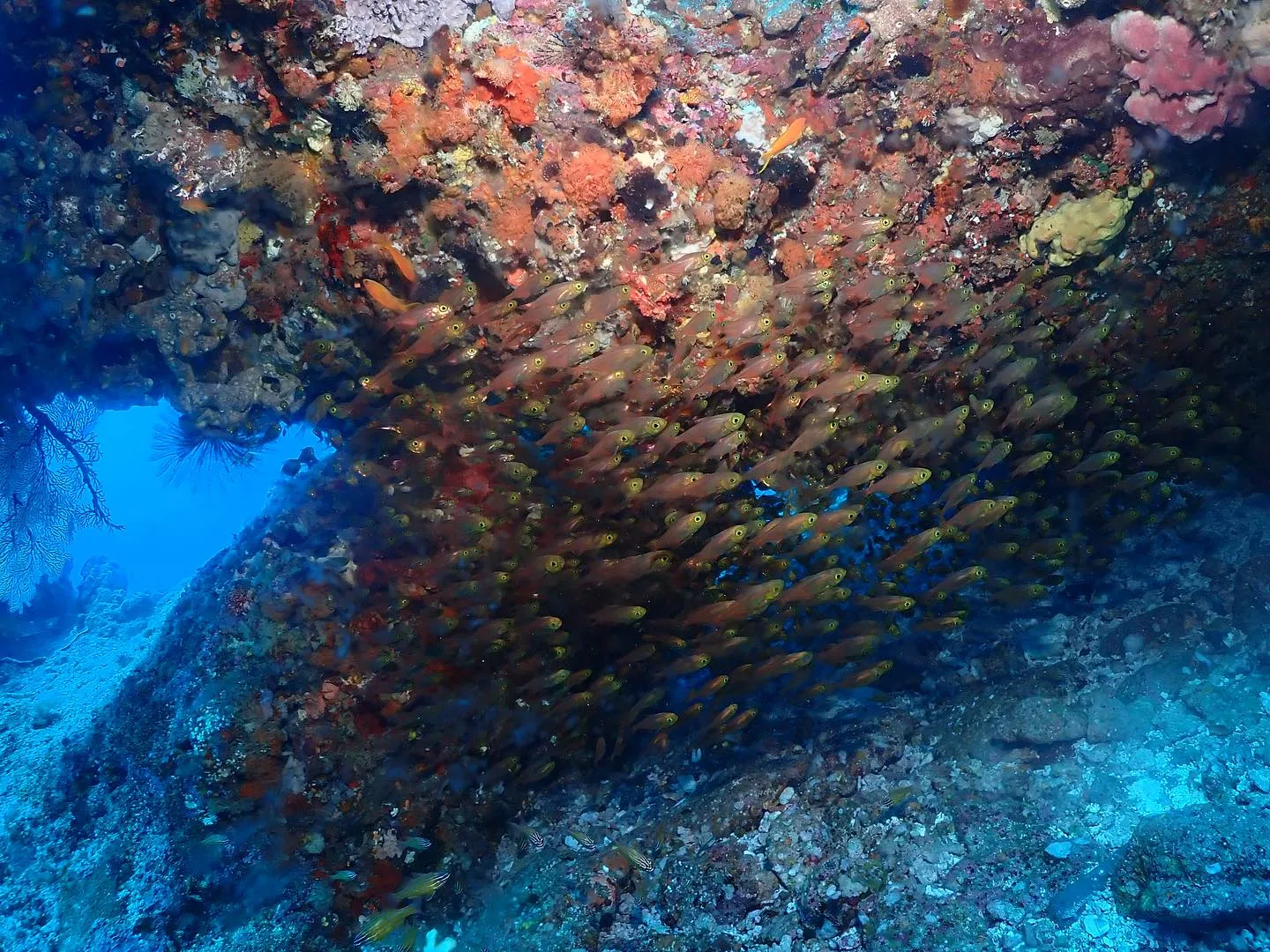 4月19日慶良間ダイビング🤿