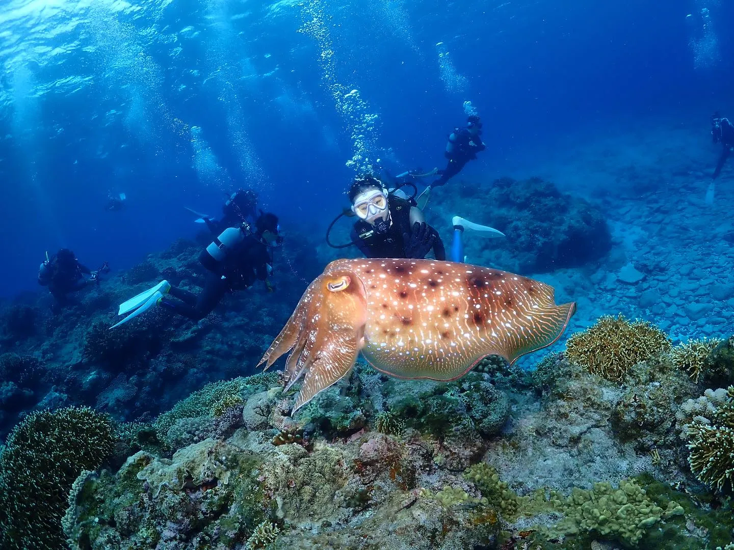 4月20日慶良間ダイビング🤿