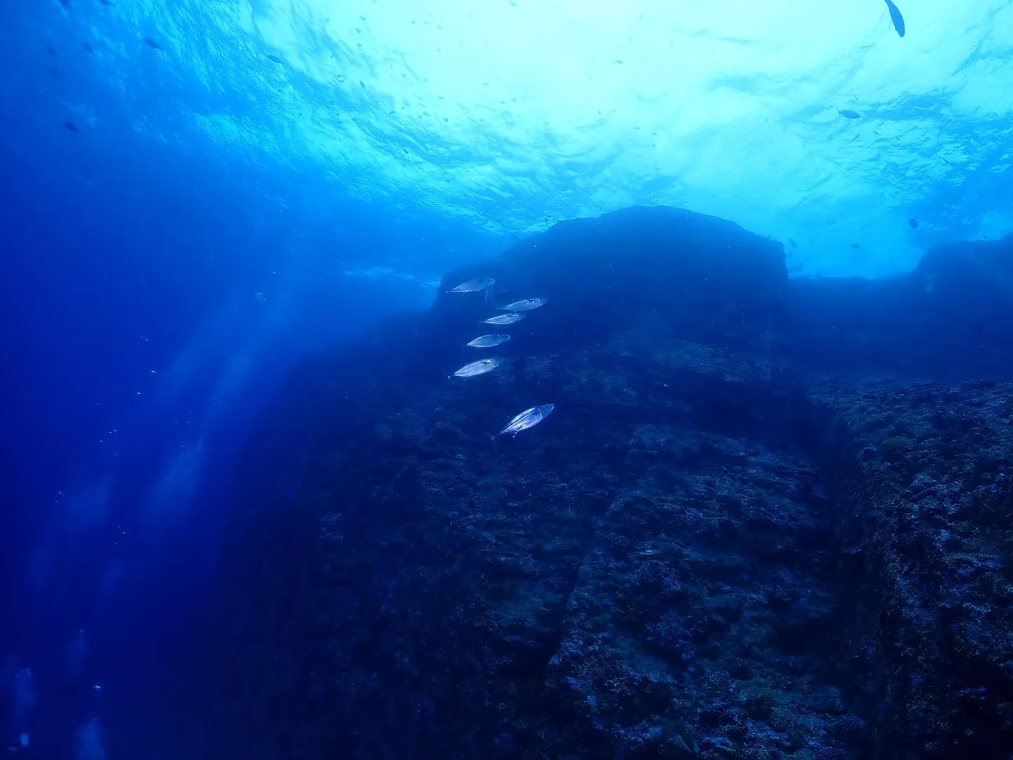 4月20日慶良間ダイビング🤿