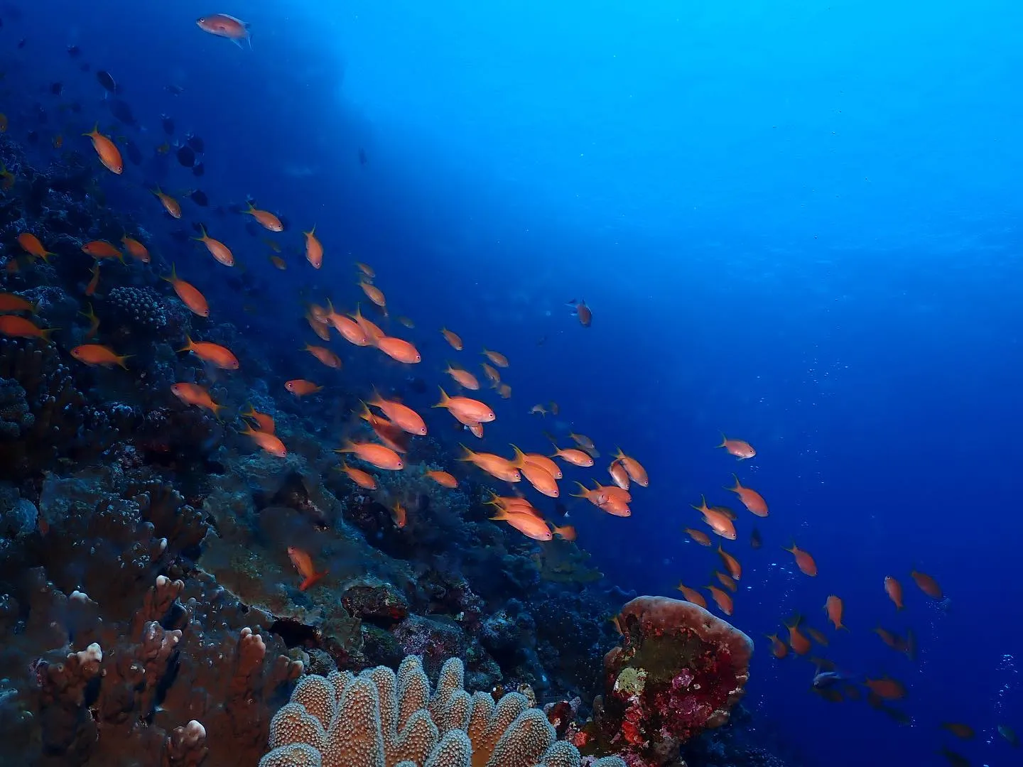 4月20日慶良間ダイビング🤿