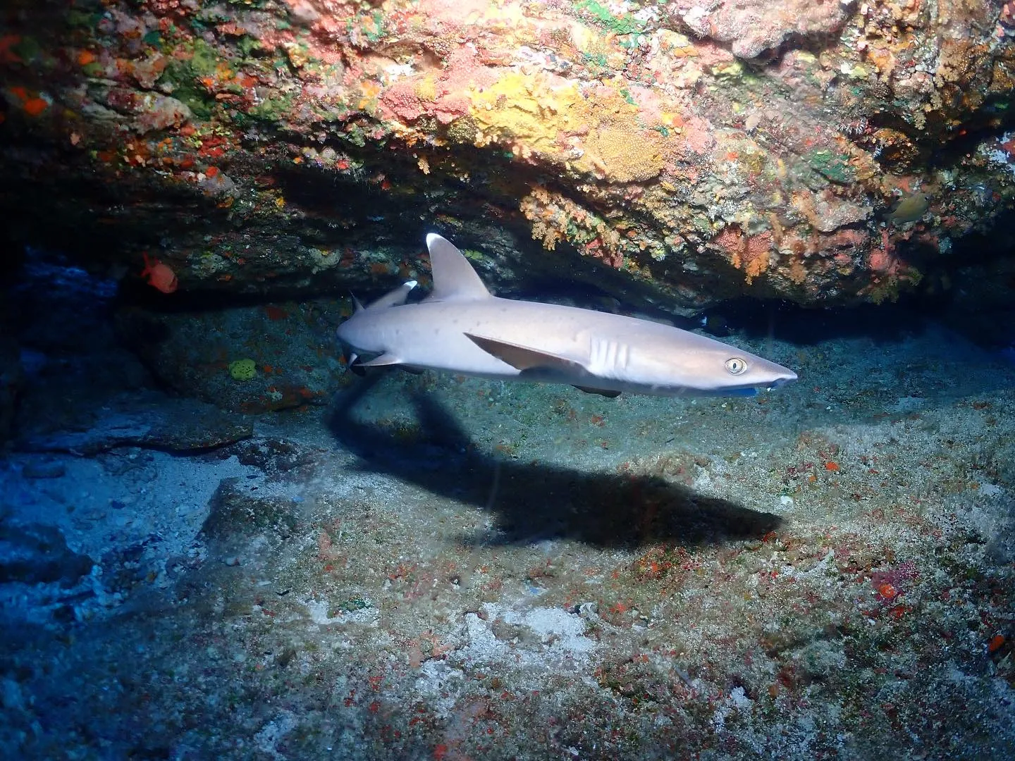 4月20日慶良間ダイビング🤿