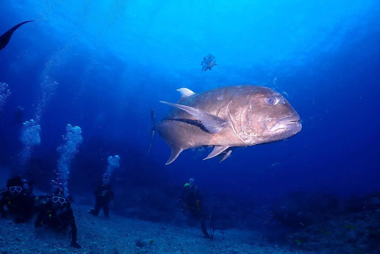 4月22日慶良間ダイビング🤿