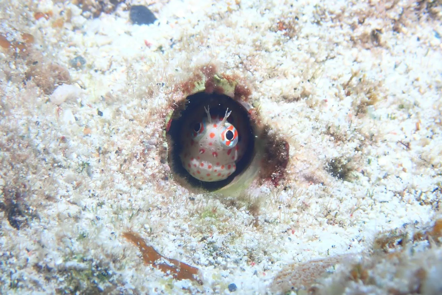 4月22日慶良間ダイビング🤿