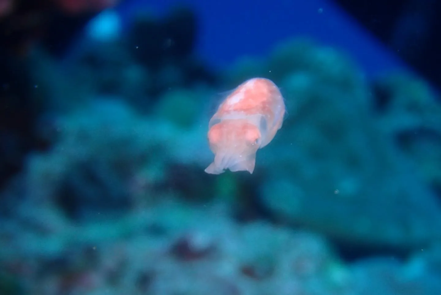 4月22日慶良間ダイビング🤿