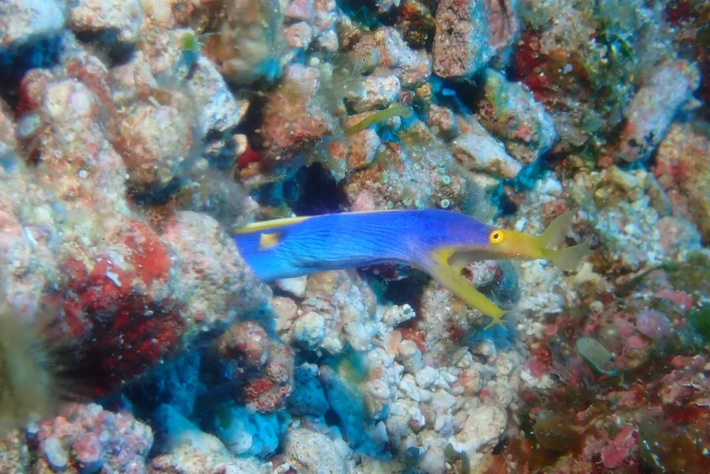 4月22日慶良間ダイビング🤿