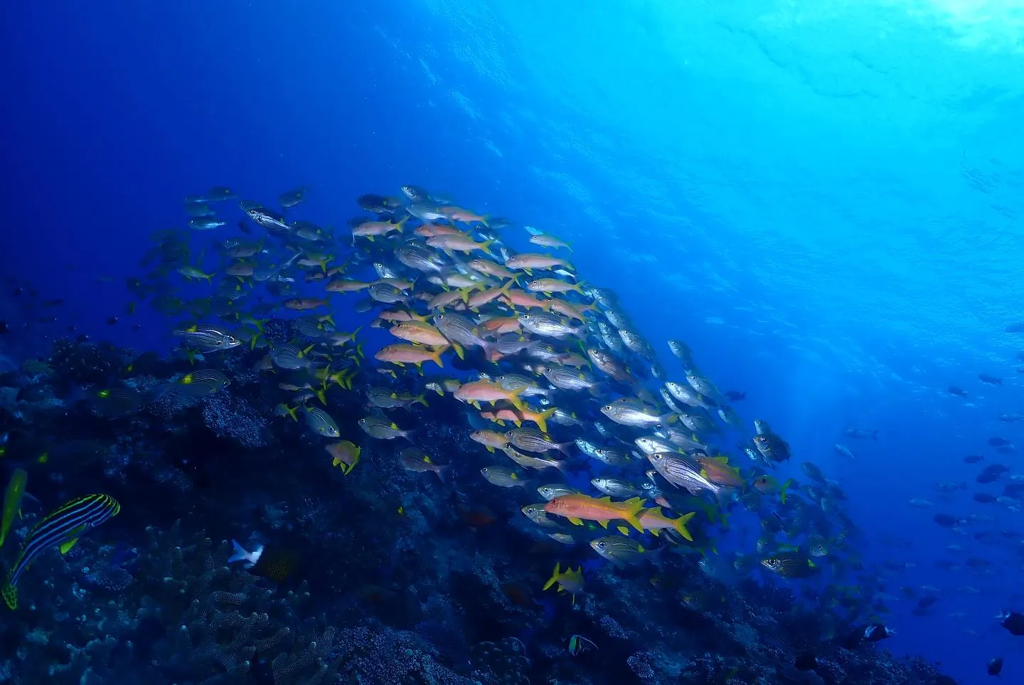 4月22日慶良間ダイビング🤿