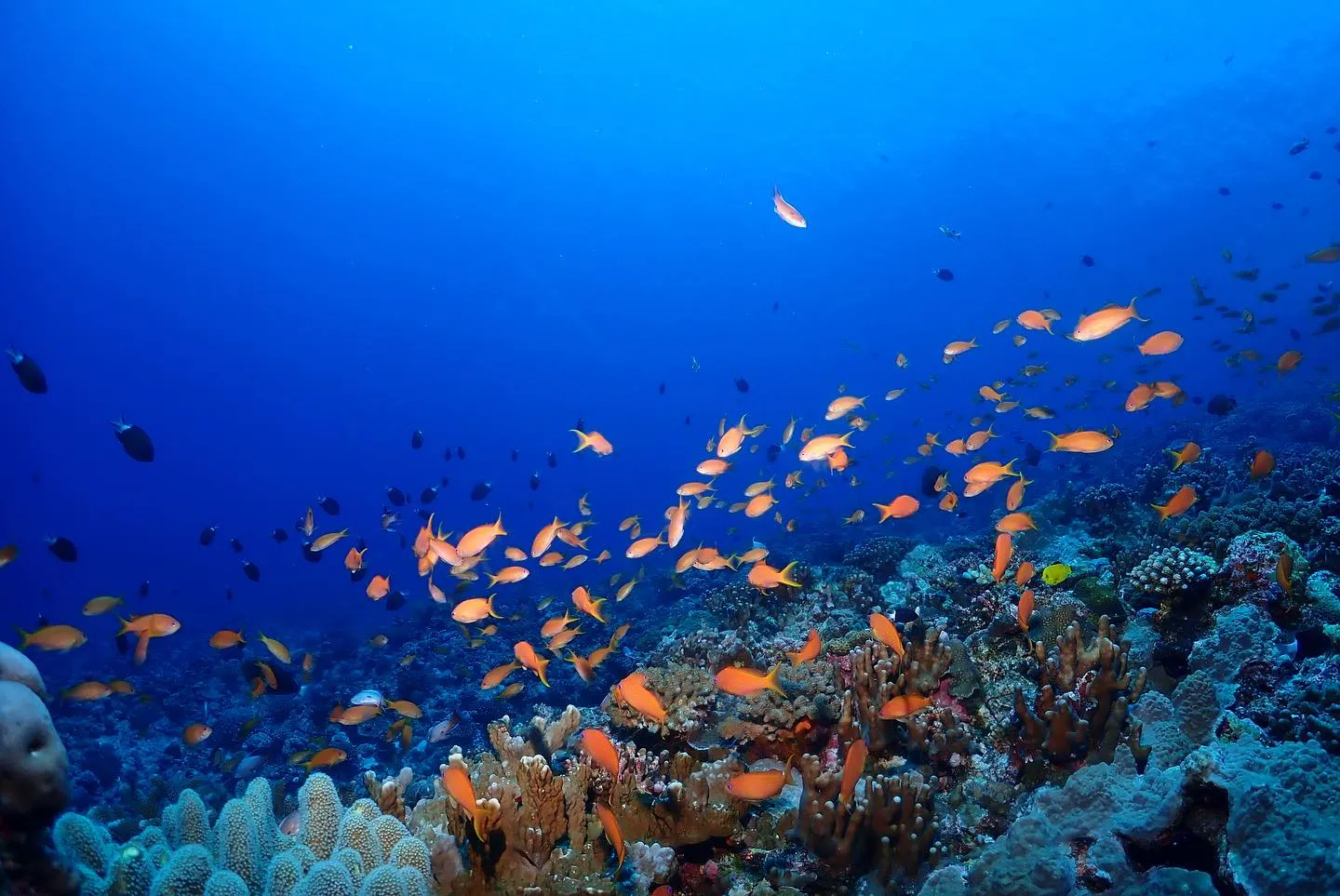 4月22日慶良間ダイビング🤿