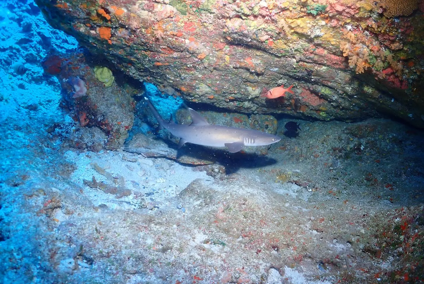 4月22日慶良間ダイビング🤿