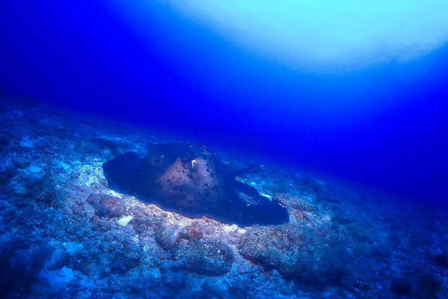 4月23日慶良間ダイビング🤿