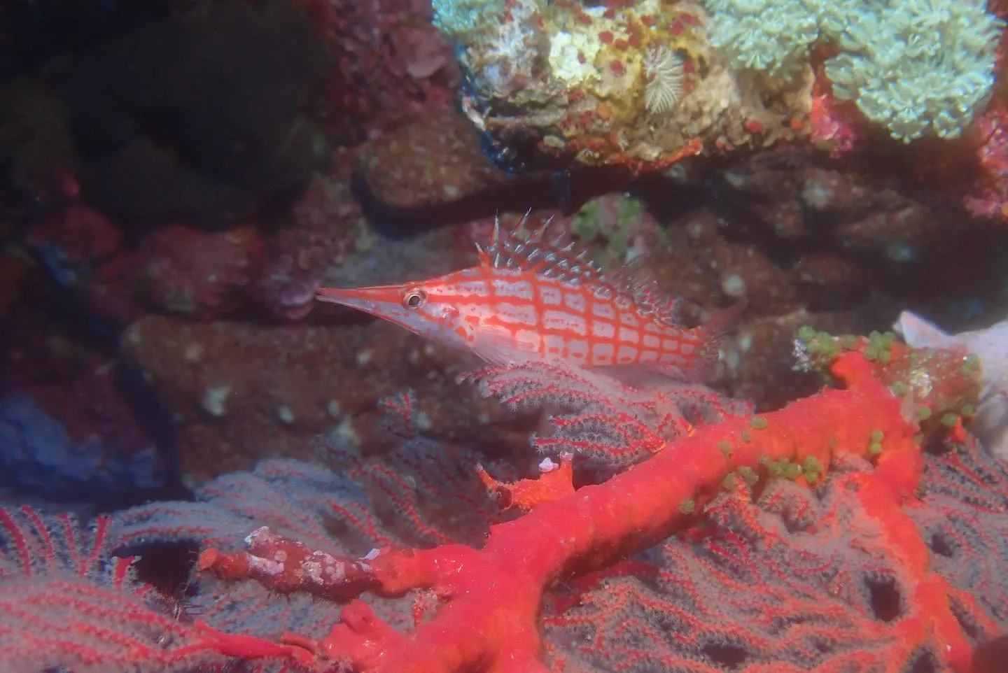 4月23日慶良間ダイビング🤿