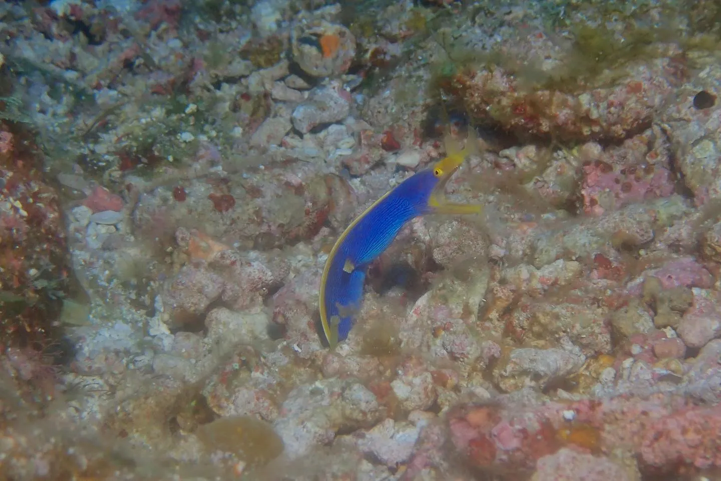 4月23日慶良間ダイビング🤿