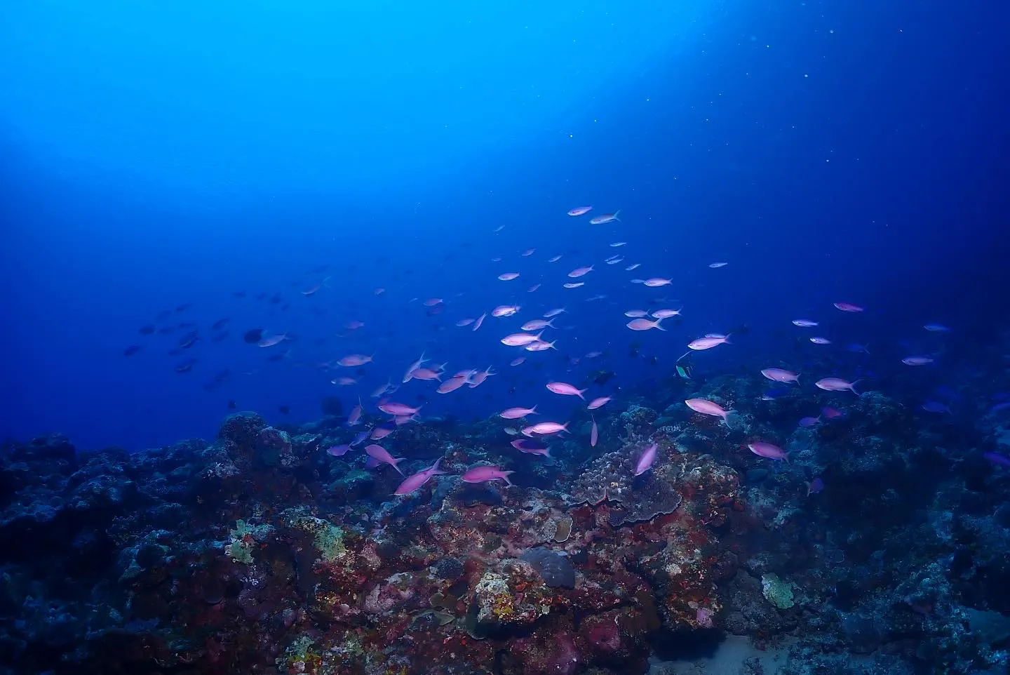 4月23日慶良間ダイビング🤿